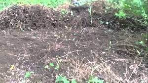 Best techniques for removing ivy from trees. How To Remove Vines From Hill Or Yard Youtube