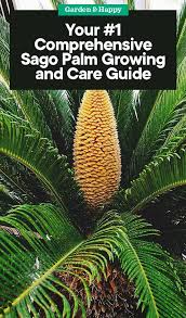 Sago palms are spiky plants that are toxic when eaten. A Comprehensive Sago Palm Growing And Care Guide Sago Palm Sago Palm Tree Palm Trees Landscaping