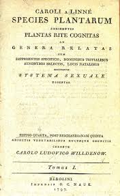 Image result for Pogonospermum divaricatum