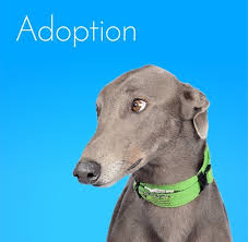 They make great inside dogs as they like to curl up and sit back and take in all that is going on around them. Gap Adoption Day Melbourne