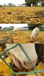 リンク修正 ヤギはイチョウの葉っぱも食べる 楽天版じぶん更新日記 楽天ブログ