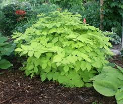 Image result for Rogiera cordata