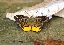 Image result for Trichoneura