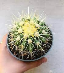 Find cactus plants in canada | visit kijiji classifieds to buy, sell, or trade almost anything! Golden Barrel Cactus Golden Barrel Cactus Barrel Cactus Echinocactus Grusonii