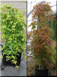 Train 'ryusen' to desired height until it forms a sturdy trunk, or let it weep over a wall, espalier it, or let it. Acer Palmatum Ryusen Japanese Maples Ornamental Trees