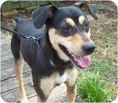 Border collies love to work and stay busy, meaning they're not the type of dog who will lie quietly on the floor and relax while you're watching tv or lounging. Blacksburg Va Border Collie Meet Damien A Pet For Adoption