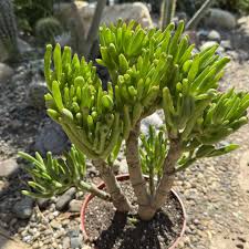 Image result for Crassula hobbit