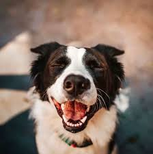 Check spelling or type a new query. Pet Grooming Salon Cat Dog Grooming Service Shop In Tampa At Woof Gang Bakery South Tampa