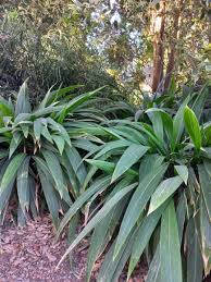 Image result for Setaria poiretiana