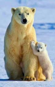 Clinging To Mother Baby Polar Bears Animals Polar Bear
