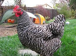 Plymouth rock assurance® and plymouth rock® are brand names and service marks used by separate underwriting, managed insurance, and management companies that offer property and casualty insurance in multiple states pursuant to licensing arrangements. Plymouth Rock Huhn Wikipedia