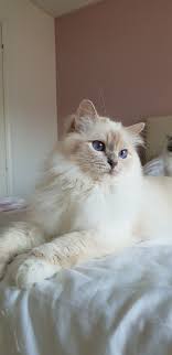 Lilac Point Birman Kittens For Sale Miss Fanna Lilac Tortie Point Sacred Birman Cattery Chintei Beautiful Cats Pretty Cats Birman Kittens