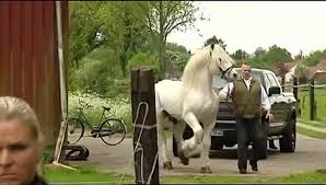 Molly der anti doping hund galileo prosieben. Tamme Hanken Jumper Beim Decken Mp4 Video Dailymotion