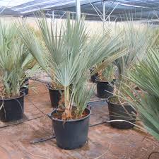 Image result for Nannorrhops ritchieana