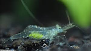 Ghost Shrimp Eating Empty Shell Ghost Shrimp Betta Fish Betta