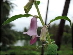 Image result for Sesamum radiatum