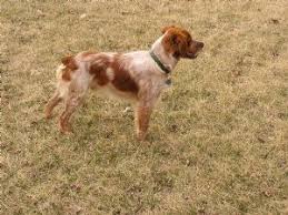 Lancaster puppies has brittany puppies for sale. Brittany Spaniel Puppies In Minnesota