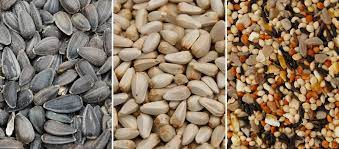 Pin On Bird Seed Mix