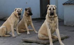 Sivas Satilik Kangal Kopekleri