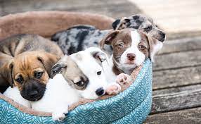 When pet owners are unable to pick dogs up before the end of dog care day hours, an overnight fee is usually applied automatically. Dog Daycare In Franklin Wi Brentwood Animal Campus