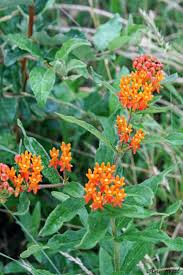 Pin By Shorebread Magazine On Home Slice Native Plants Native Plant Gardening Plants