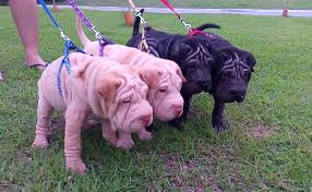 Over 4 weeks ago on puppyfind. Top Shar Pei Philippines Home Facebook