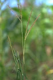 Image result for Ischaemum