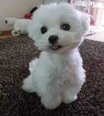 sevimli yavru kopekler sevimli kopek yavrulari yavru kopek sevimli hayvan yavrulari