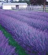 Lavender flowers for sale ireland. 8 99
