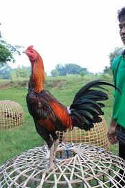 All Rooster From Thailand Ayam Thailand Binatang Bangkok