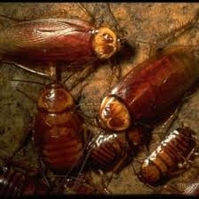 Pest control comes naturally to us, but we still train and improve our approach because we aim to provide nothing less than phenomenal service. Pest Control In Round Rock Yelp
