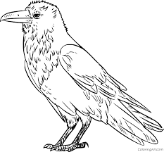 Download and print these ravens coloring pages for free. Realistic Raven Coloring Page Coloringall