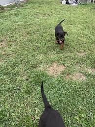 Rottweiler Puppies For Sale In Miami Fl Offerup Rottweiler Puppies For Sale Rottweiler Puppies Rottweiler