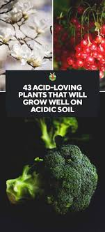 Sprinkle sparingly once a month, or anytime you notice the soil. Acid Fertilizer For Plants Cromalinsupport