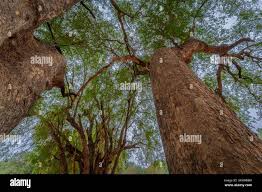 Image result for Xanthocercis zambesiaca