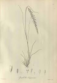 Image result for Sporobolus pyramidalis