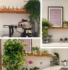 indoor plants for kitchens kitchen