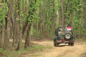 Forest Safari