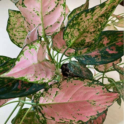 Chinese Evergreen Plant Care (Complete Guide)