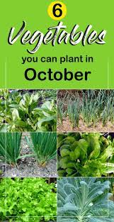 These 14 vegetables will grow and thrive through the fall and winter! Growing Winter Vegetable You Can Plant In October Vegetables At Home Naturebring Fall Garden Vegetables Growing Winter Vegetables Growing Vegetables