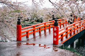 Northern Japan S 2 500 Tree Cherry Blossom Wonderland Cherry Blossom Japan Japan Cherry Blossom Cherry Blossom