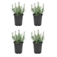 Image result for rosemary container