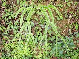 Image result for Sticherus