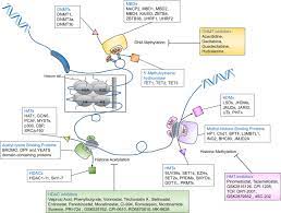 Targeting Epigenetic Regulators For Cancer Therapy Mechanisms And Advances In Clinical Trials Signal Transduction And Targeted Therapy