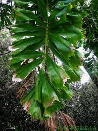 Image result for Aiphanes horrida