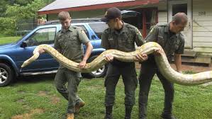 His notable efforts include aaahh!!! Lions Tigers And Bears Attract State Scrutiny The Pew Charitable Trusts