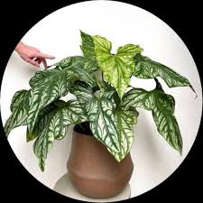 Image result for Cercestis congensis