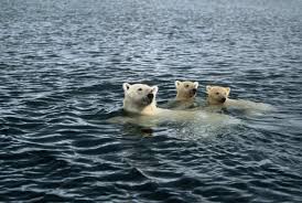 Melting Arctic ice is forcing polar bears to swim for more than a week  without rest - The Washington Post