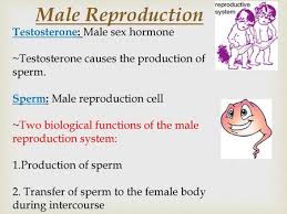 These tumors, comprising seminoma and nonseminoma, are derived from germ cell neoplasia in situ (gcnis). Testicular Cancer By Cyndi Ppt Video Online Download