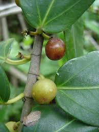 Image result for Hibiscus burtt-davyi